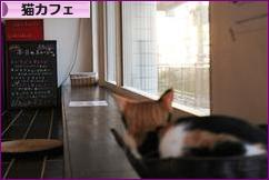 にほんブログ村 猫ブログ 猫カフェへ