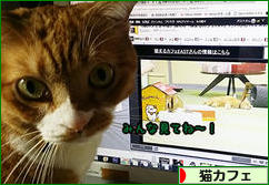 にほんブログ村 猫ブログ 猫カフェへ