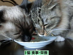 にほんブログ村 猫ブログ 猫 食事・栄養へ