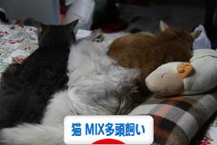 にほんブログ村 猫ブログ 猫 MIX多頭飼いへ