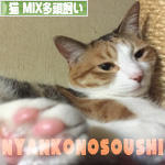 にほんブログ村 猫ブログ 猫 MIX多頭飼いへ