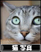 サラでした。にほんブログ村 猫ブログ 猫 写真へ