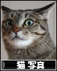 大塚さーん、待ってます！　にほんブログ村 猫ブログ 猫 写真へ
