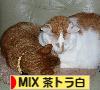 にほんブログ村 猫ブログ MIX茶トラ白猫へ