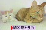 にほんブログ村 猫ブログ MIX茶トラ白猫へ