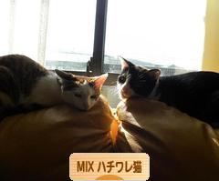 にほんブログ村 猫ブログ MIXハチワレ猫へ