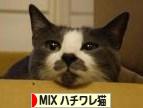 にほんブログ村 猫ブログ MIXハチワレ猫へ