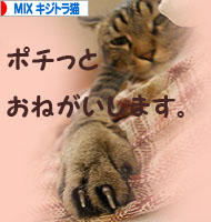 にほんブログ村 猫ブログ MIXキジトラ猫へ