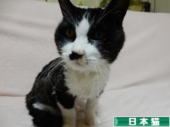 にほんブログ村 猫ブログ 日本猫へ