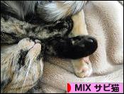 にほんブログ村 猫ブログ MIXサビ猫へ