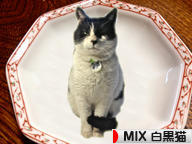 にほんブログ村 猫ブログ MIX白黒猫へ