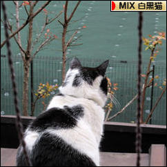 にほんブログ村 猫ブログ MIX白黒猫へ