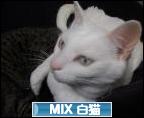 にほんブログ村 猫ブログ MIX白猫へ