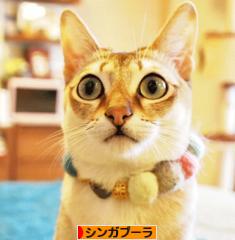 にほんhttp://ameblo.jp/nekodesu39/村 猫ブログ シンガプーラへ