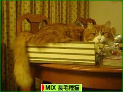 にほんブログ村 猫ブログ MIX長毛種猫へ