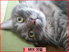 にほんブログ村 猫ブログ MIX洋猫へ