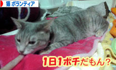 にほんブログ村 猫ブログ 猫 ボランティア・保護活動へ