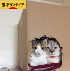 にほんブログ村 猫ブログ 猫 ボランティア・保護活動へ
