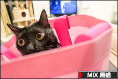 にほんブログ村 猫ブログ MIX黒猫へ