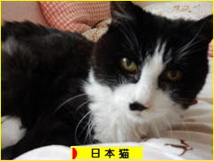 にほんブログ村 猫ブログ 日本猫へ