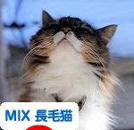 にほんブログ村 猫ブログ MIX長毛種猫へ